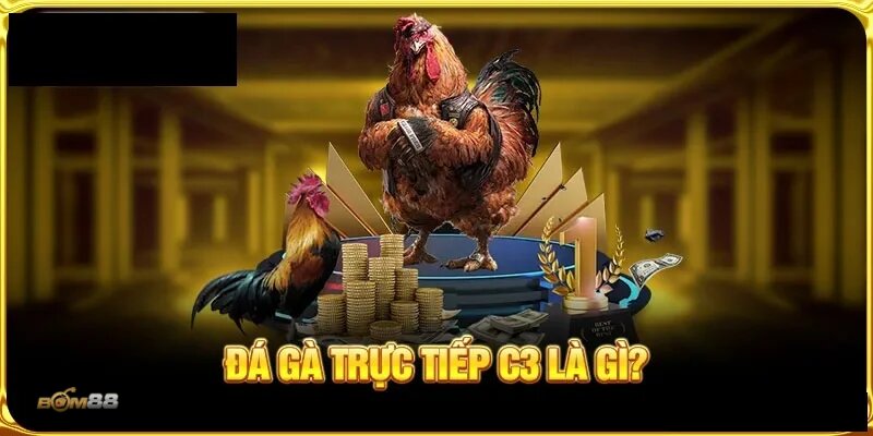 live cockfighting guide - Understanding Live Cockfighting Guide