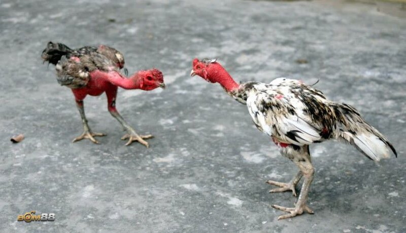 live cockfighting guide - A Step-by-Step Learning Method