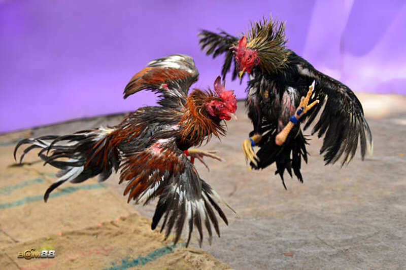 live cockfighting guide - Common Mistakes to Avoid